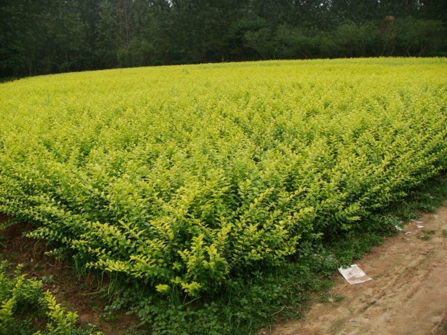 供应金叶女贞,金叶女贞价格,金叶女贞基地价格