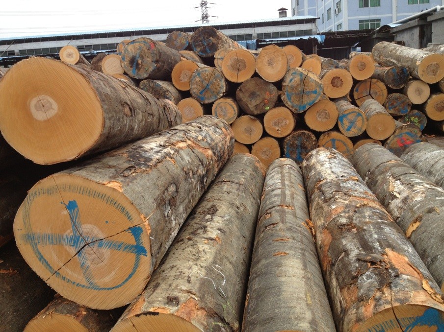 长期大量供应榉木原木/榉木板材