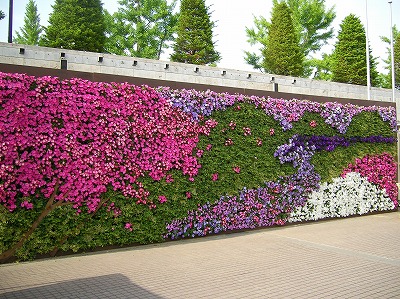 生态植物墙-墙面绿化植物墙浅谈生态植物的配置.doc