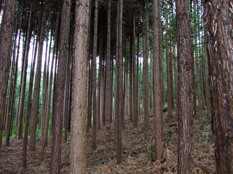 供应国内杉木原木各种规格