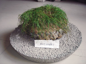 镇江研制成功生态混凝土 水泥块上能种草皮