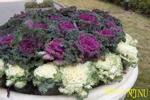  Wholesale selling price of Shandong grass flowers in kale planting base